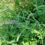 Mentha longifoliaBlüte