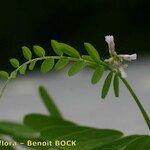 Vicia loiseleurii Other