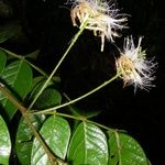 Inga densiflora Ostatní