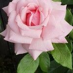 Rosa lucieae Virág