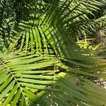 Ceratozamia mexicana برگ