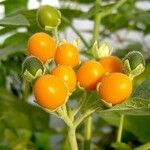 Solanum abutiloides Fruit