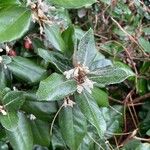 Elaeagnus × submacrophylla Folio