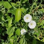 Convolvulus arvensisFlower