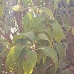 Forsythia viridissima Leaf