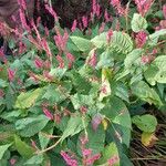 Persicaria orientalisFlower