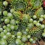 Sempervivum arachnoideum Fuelha