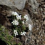 Cardamine bellidifolia 葉