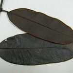 Diospyros guianensis Outro