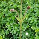 Arnica montana Plante entière