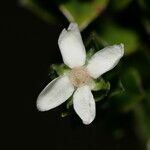 Decaspermum alpinum Flower