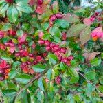 Cotoneaster horizontalisFruit