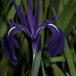 Iris laevigata Blüte