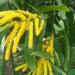 Acacia auriculiformis Flor