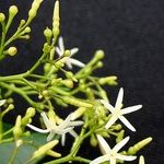 Alstonia lenormandii Blomst