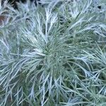 Artemisia schmidtiana Blatt