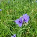 Tradescantia occidentalis Flor