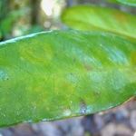 Balgoya pacifica Leaf