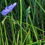 Linum austriacum Ліст