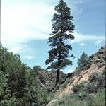 Pinus ponderosa Celota