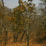 Diospyros kirkii Vivejo