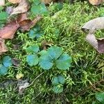 Coptis trifolia Hoja