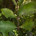 Eugenia brongniartiana Plante entière