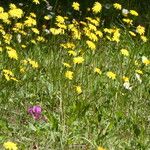 Leontodon crispus Flower