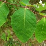 Apocynum androsaemifolium Leaf