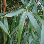 Phyllostachys sulphurea Folha