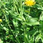 Inula britannica Levél