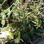 Erysimum bonannianum Leaf