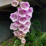 Digitalis purpureaFleur