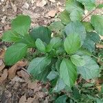 Cordia dentata Φύλλο