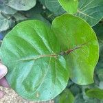 Coccoloba uvifera Blad