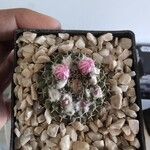 Mammillaria sempervivi Flor