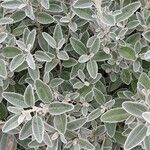 Senecio greyii Leaf