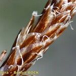 Carex liparocarpos Fruit