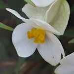 Begonia dregei Flower