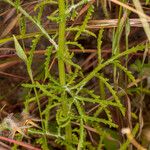 Crupina crupinastrum Leaf