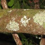 Garcinia benthamiana Bark