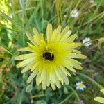 Crepis albidaफूल