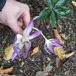 Colchicum autumnale L.പുഷ്പം