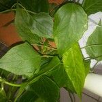 Mikania lindleyana Leaf