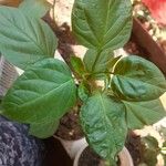 Capsicum annuumFruitua