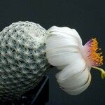 Mammillaria albiflora Flower