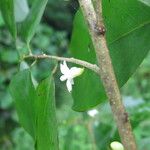 Sanrafaelia ruffonammari Flor