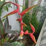 Heliconia rostrataBlodyn