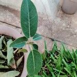 Ficus cordata Hoja