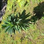 Euphorbia stygiana Hoja